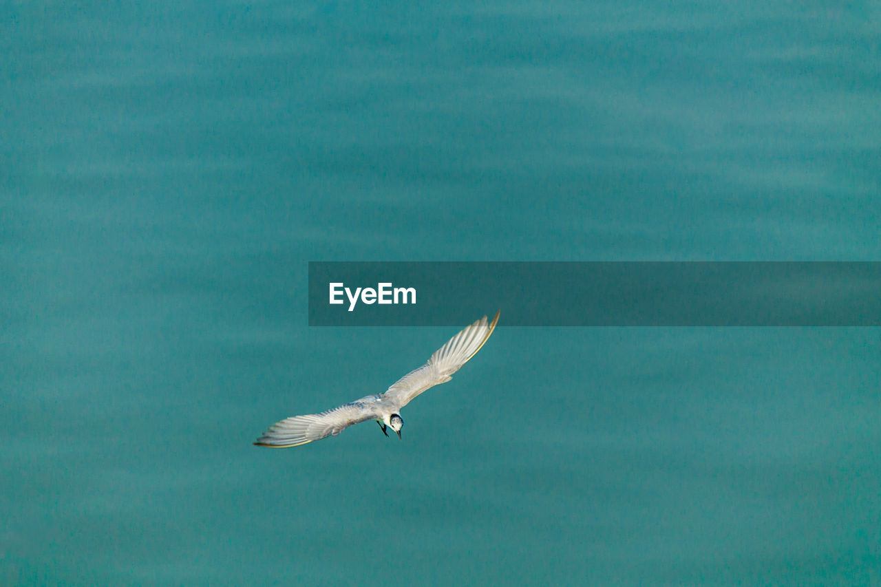 SEAGULL FLYING IN A SEA