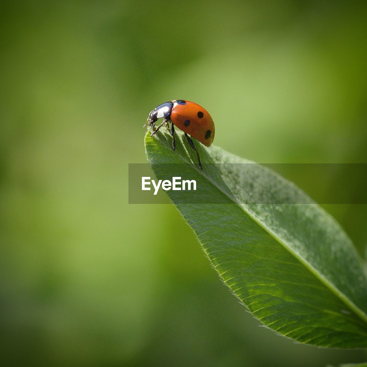 LADYBUG ON A LEAF