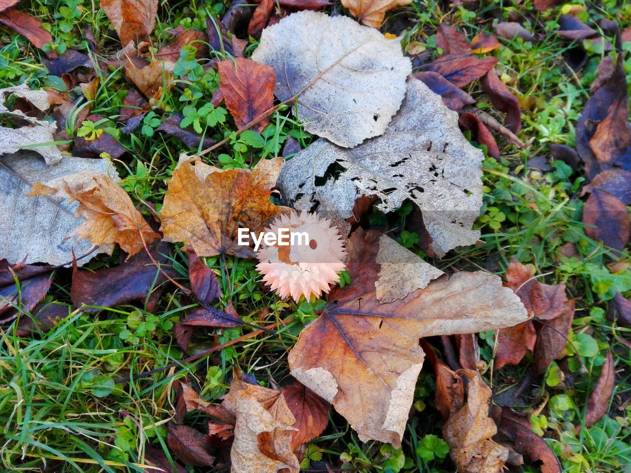 High angle view of dry leaves on grassy field