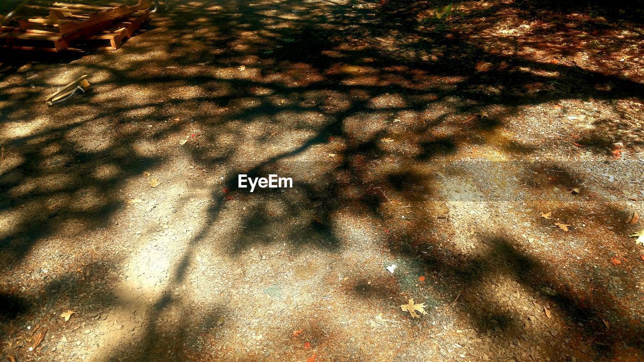 HIGH ANGLE VIEW OF TREES ON FIELD