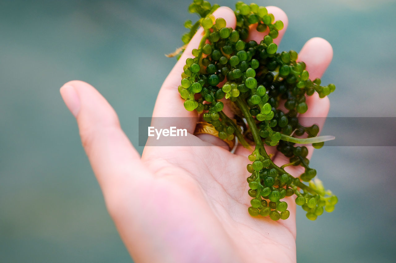 Cropped hand holding leaves