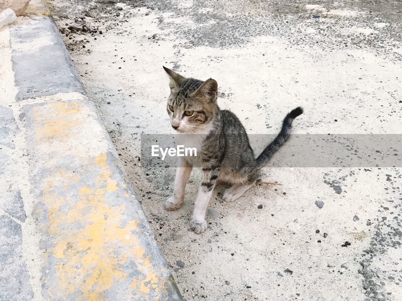 HIGH ANGLE VIEW PORTRAIT OF TABBY STANDING AGAINST WALL