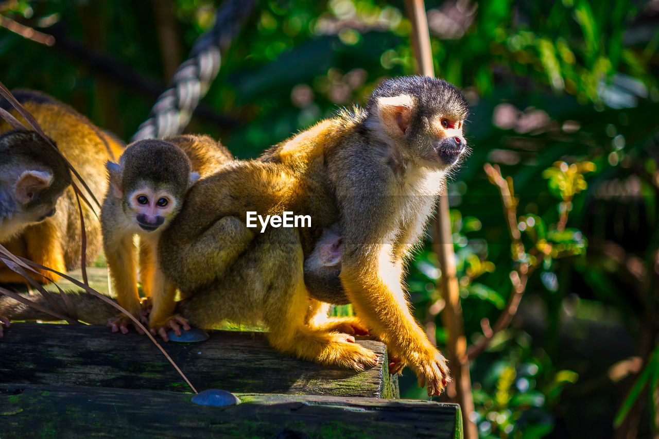 PORTRAIT OF MONKEY SITTING AGAINST TREES