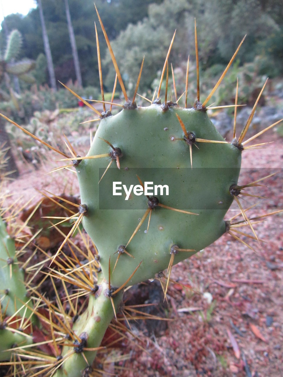 CLOSE-UP OF PRICKLY PEAR CACTUS ON PLANT