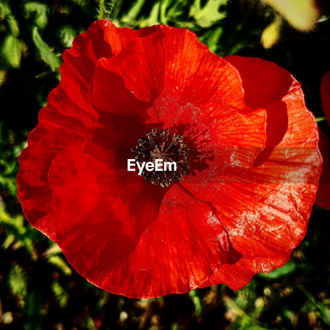 CLOSE-UP OF POPPY HIBISCUS BLOOMING OUTDOORS