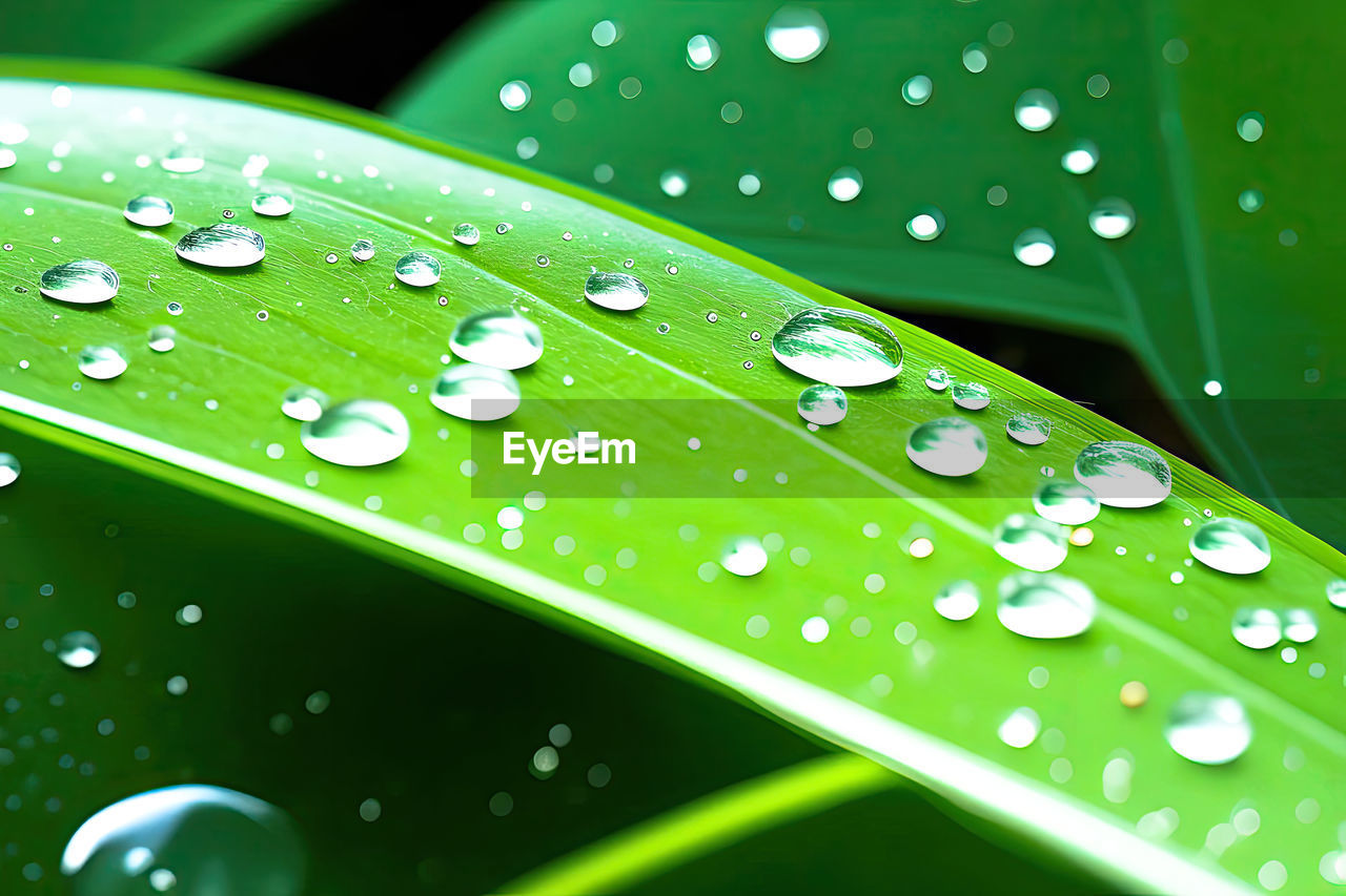 green, drop, water, wet, dew, leaf, plant part, nature, moisture, close-up, no people, rain, plant, freshness, grass, macro photography, beauty in nature, purity, blade of grass, outdoors, fragility, backgrounds, environment, pattern, selective focus, growth, macro, raindrop