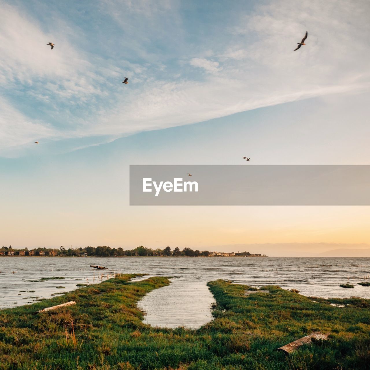 Grassy field by river against sky during sunset