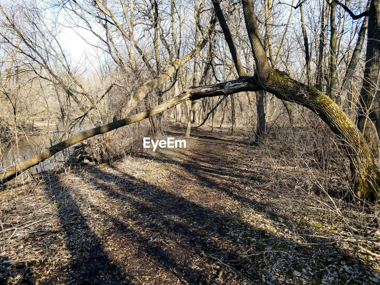 FULL FRAME SHOT OF TREE AGAINST SKY