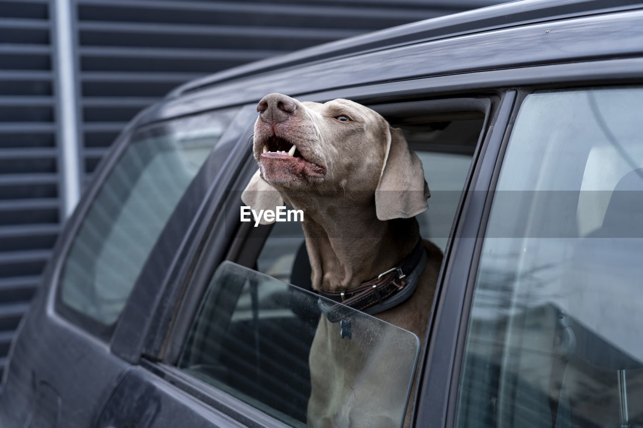 Blue dog looks out of car window and barks. weimaraner with hanging ears peeking out of window