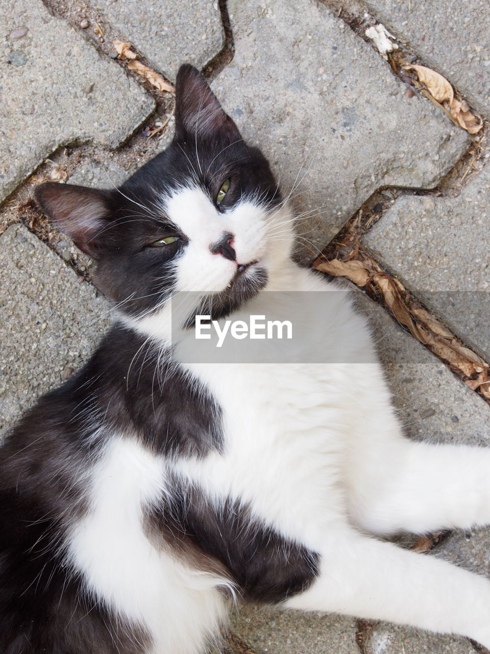 CLOSE-UP PORTRAIT OF CAT LYING DOWN