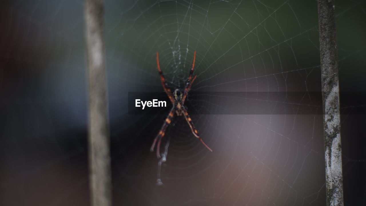 Close-up of spider on web