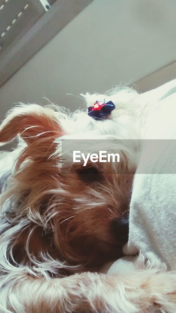 Close-up of dog lying on sheet