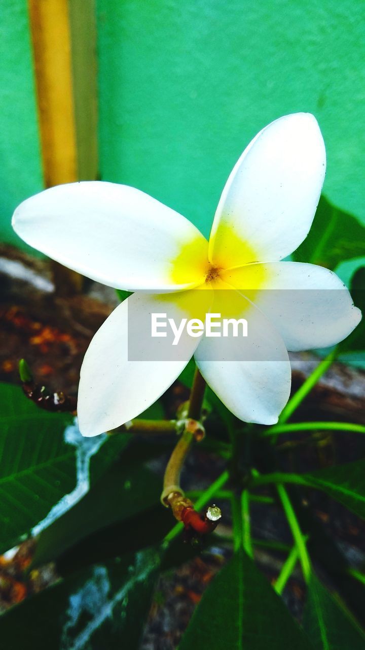 CLOSE-UP OF FRANGIPANI BLOOMING AGAINST WATER