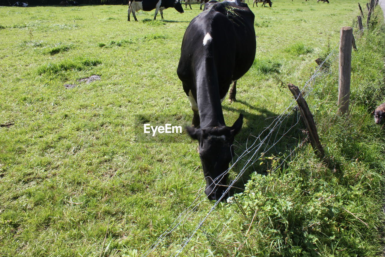 HORSE GRAZING IN FIELD