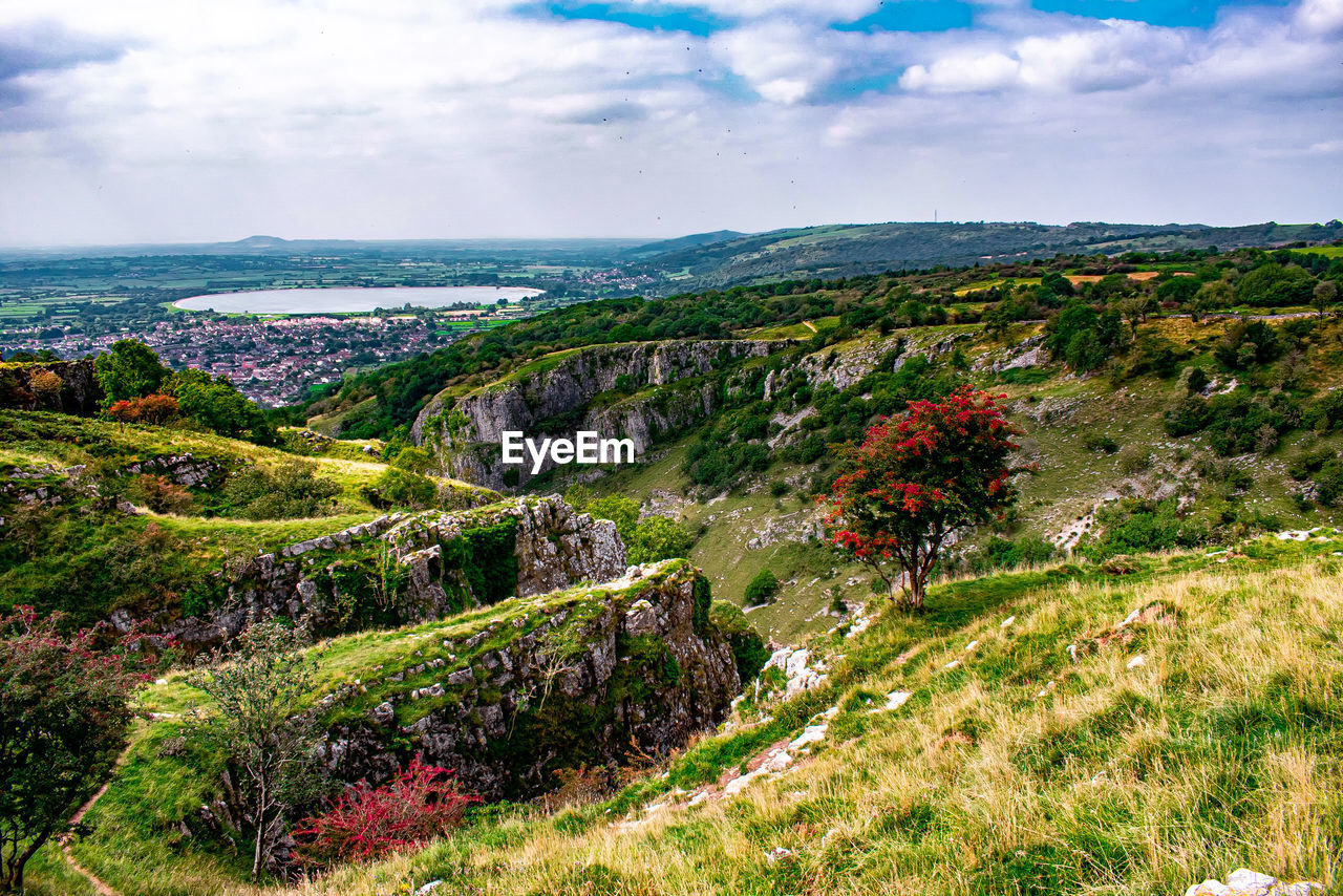 A tree with red flowers overlooking a gorge 