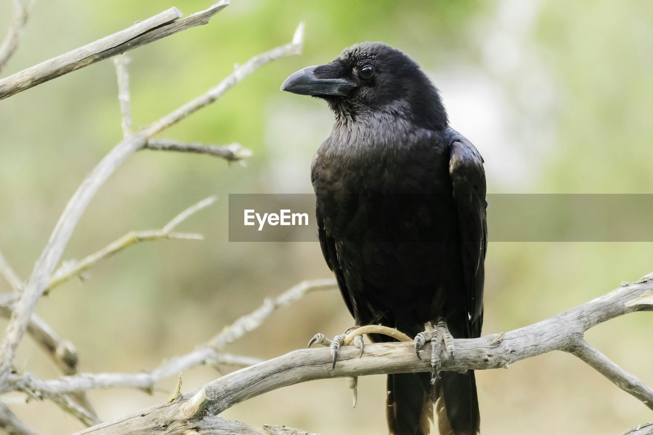 CLOSE-UP OF BLACK PERCHING ON BRANCH