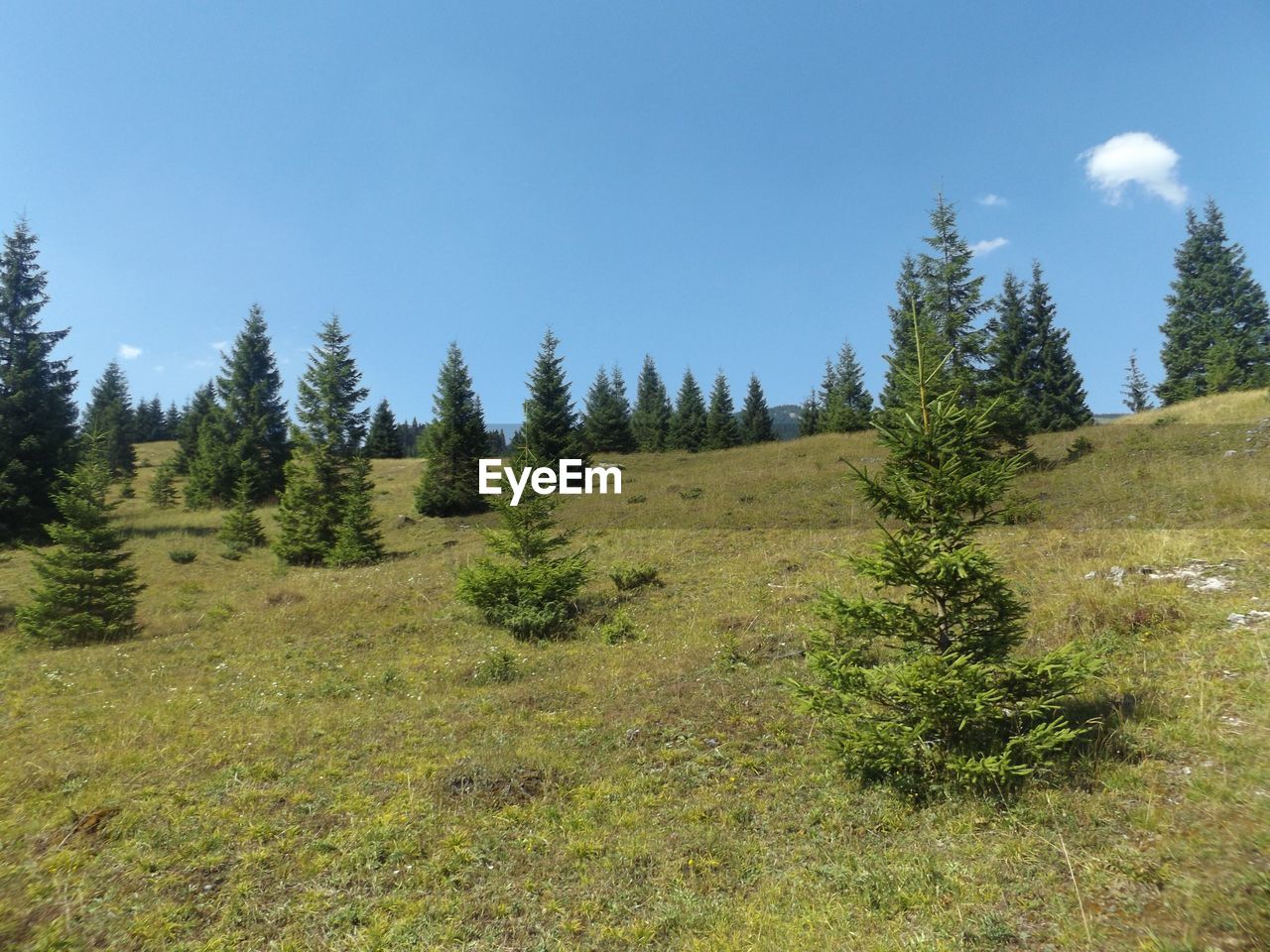 TREES ON GRASSY FIELD AGAINST BLUE SKY