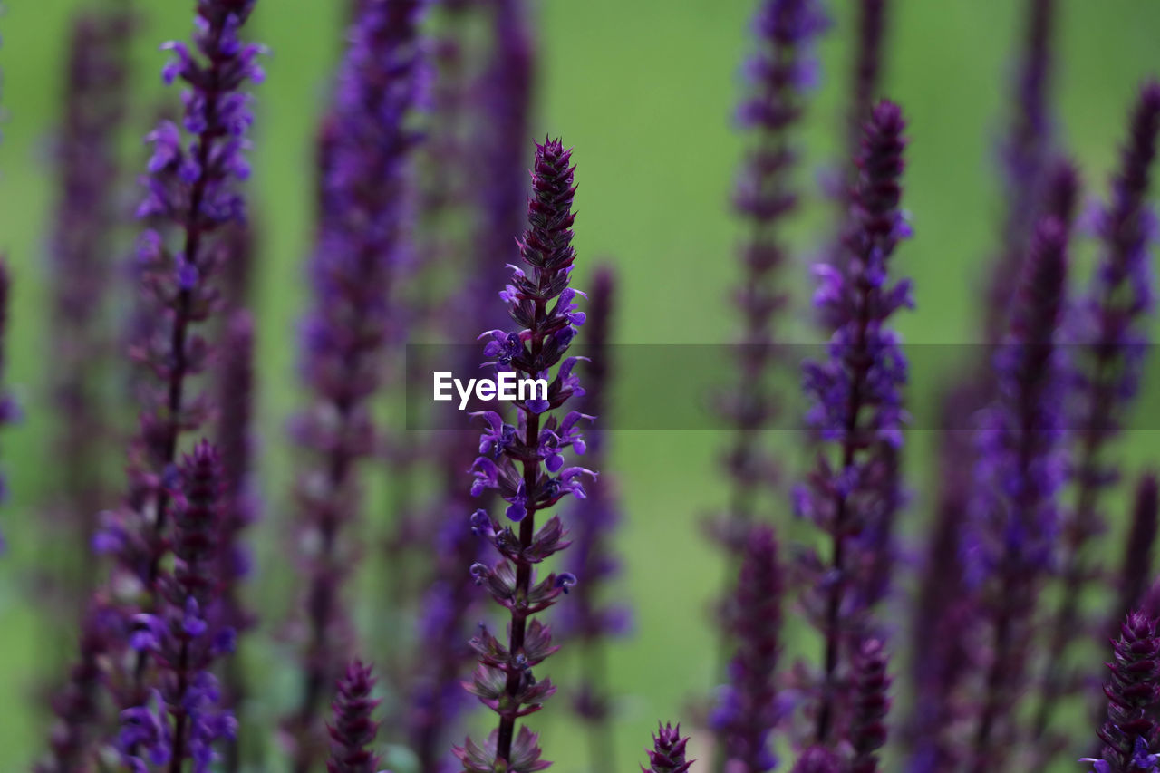 Close-up of purple flowering plants on field