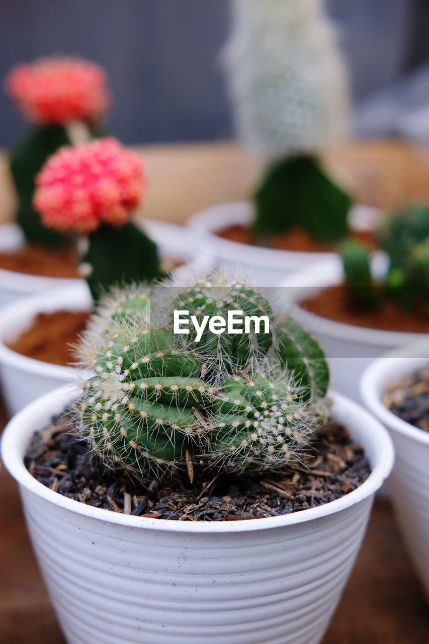 CLOSE-UP OF POTTED CACTUS PLANT IN POT