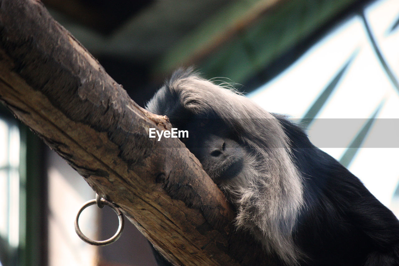 LOW ANGLE VIEW OF A MONKEY