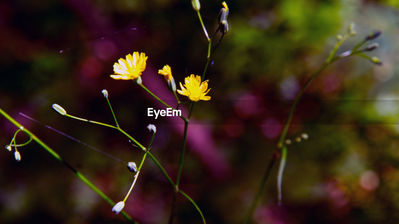 Close-up of yellow flowering plant