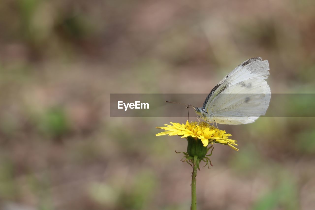 flower, insect, animal wildlife, animal themes, animal, flowering plant, beauty in nature, animal wing, plant, one animal, freshness, butterfly, wildlife, fragility, nature, close-up, yellow, focus on foreground, macro photography, animal body part, moths and butterflies, no people, macro, flower head, perching, prairie, summer, outdoors, petal, environment, side view, eating, food, full length, tranquility, feeding, selective focus, wildflower, meadow, springtime, growth, day