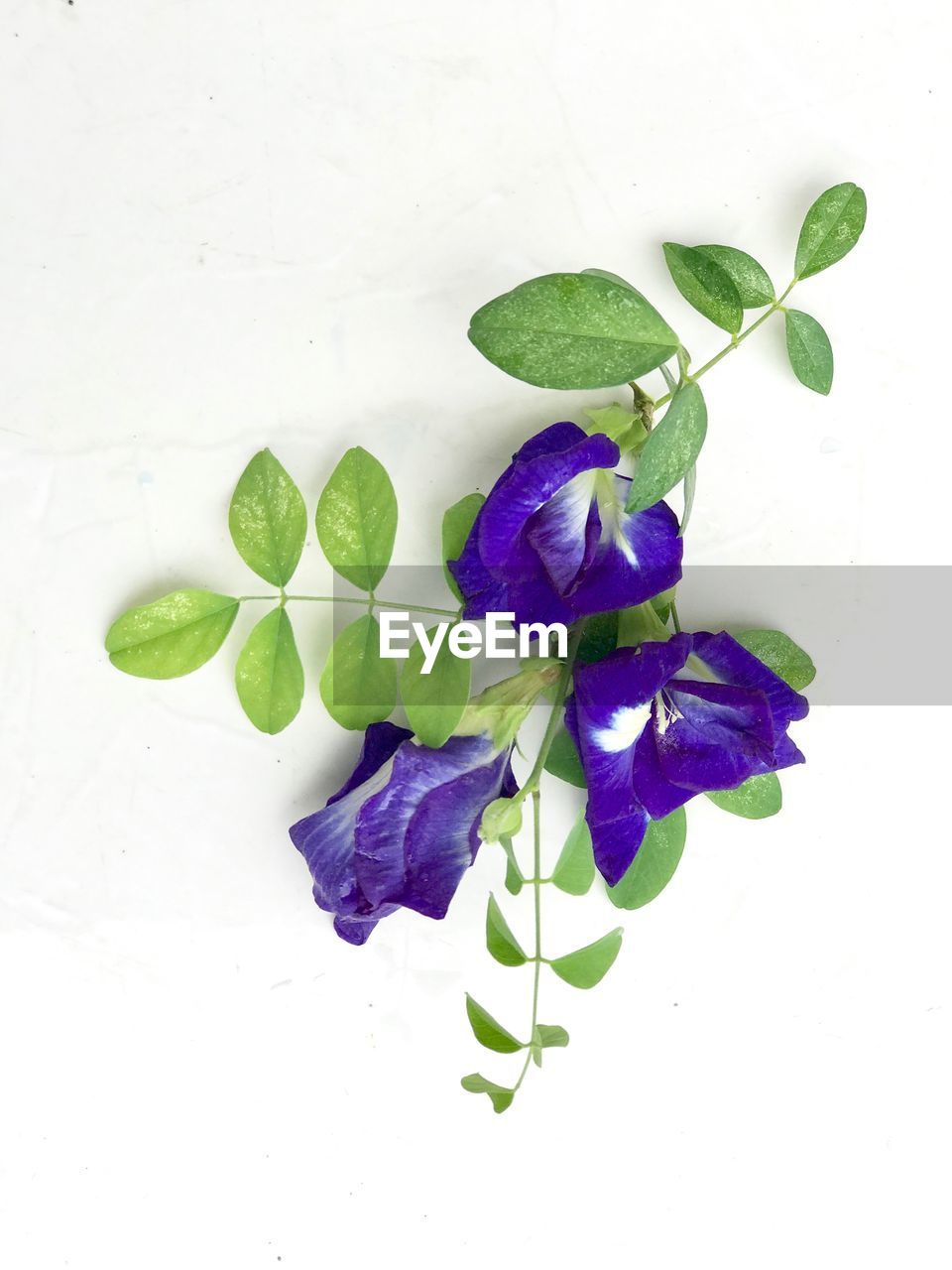 CLOSE-UP OF PURPLE FLOWERS AGAINST WHITE BACKGROUND