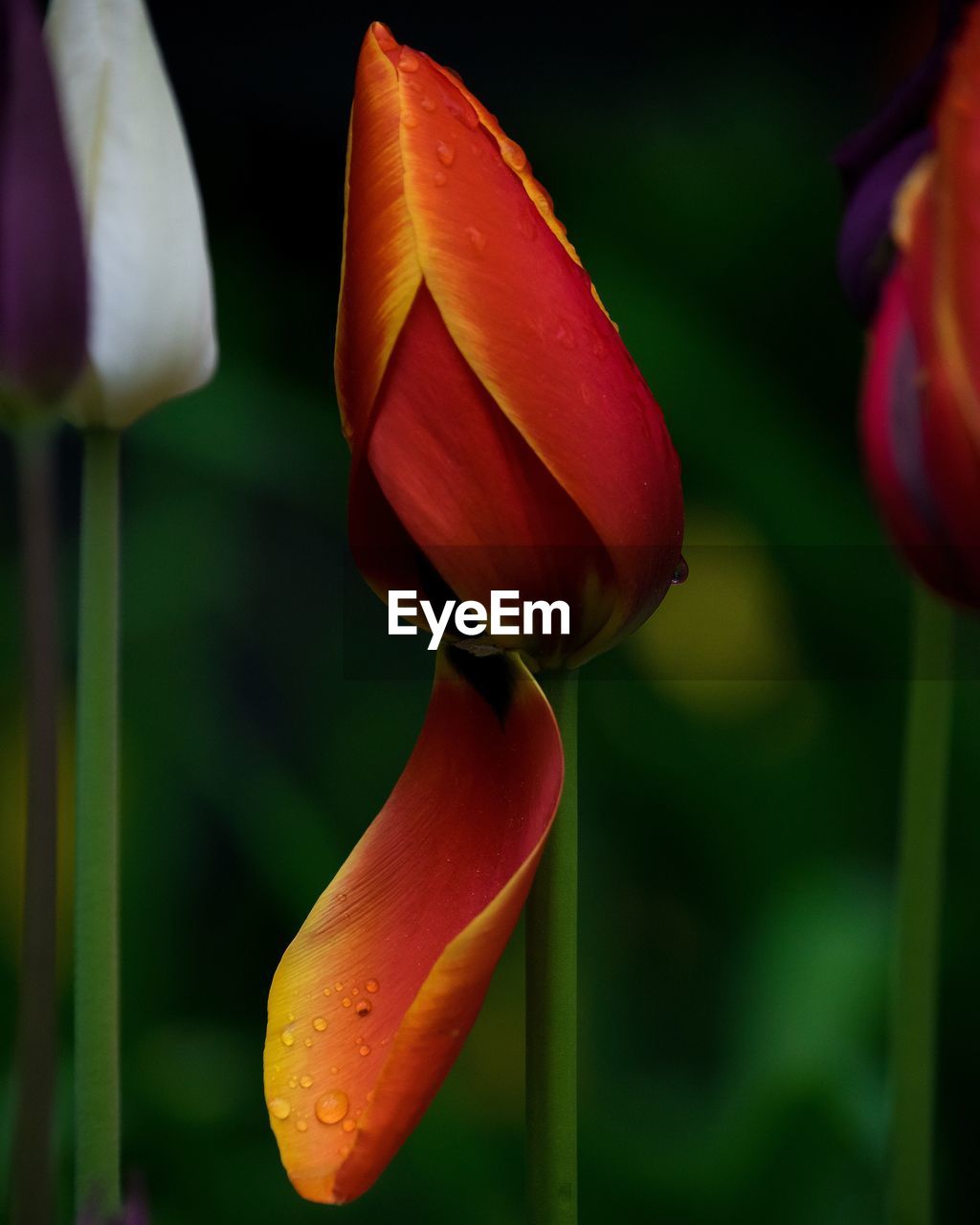 Close-up of day lily blooming outdoors