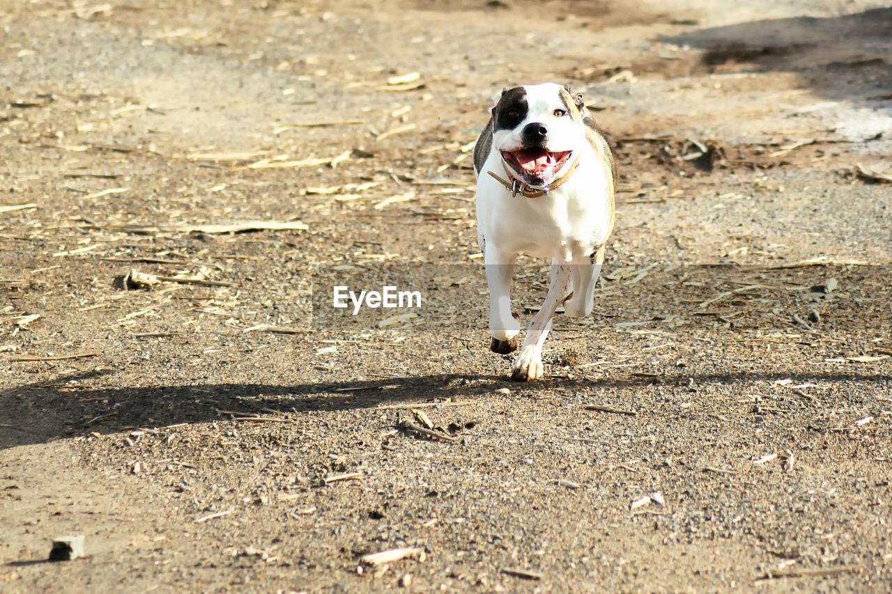 Dog running on field