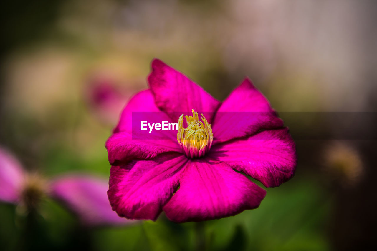 Close-up of pink flower