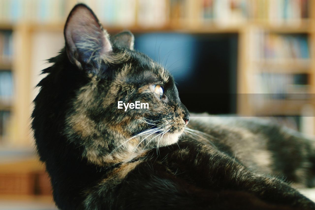 Close-up of cat relaxing indoors