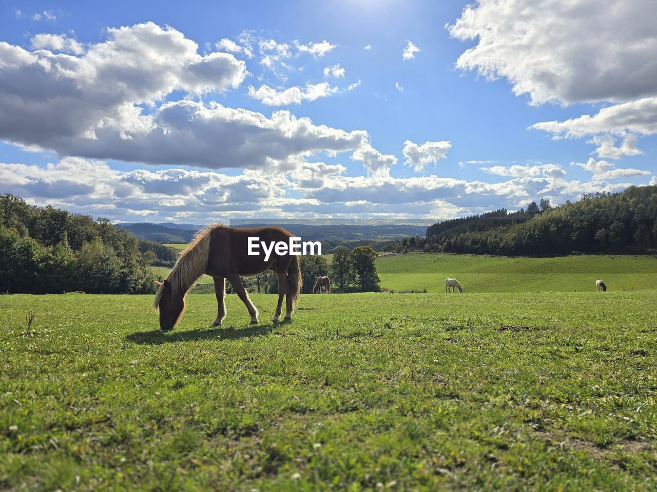 pasture, meadow, grassland, landscape, animal, sky, animal themes, mammal, environment, plant, cloud, land, grass, field, horse, domestic animals, livestock, nature, grazing, agriculture, prairie, natural environment, animal wildlife, plain, beauty in nature, rural scene, rural area, scenics - nature, green, no people, mountain, one animal, pet, tree, outdoors, day, sunlight, blue, tranquility, wildlife, tranquil scene, farm, mountain range, steppe, non-urban scene, plateau, summer