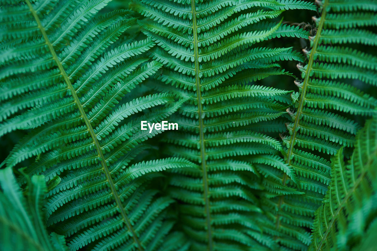 Natural green background of natural fern in sunlight. beautiful ferns create green foliage. 