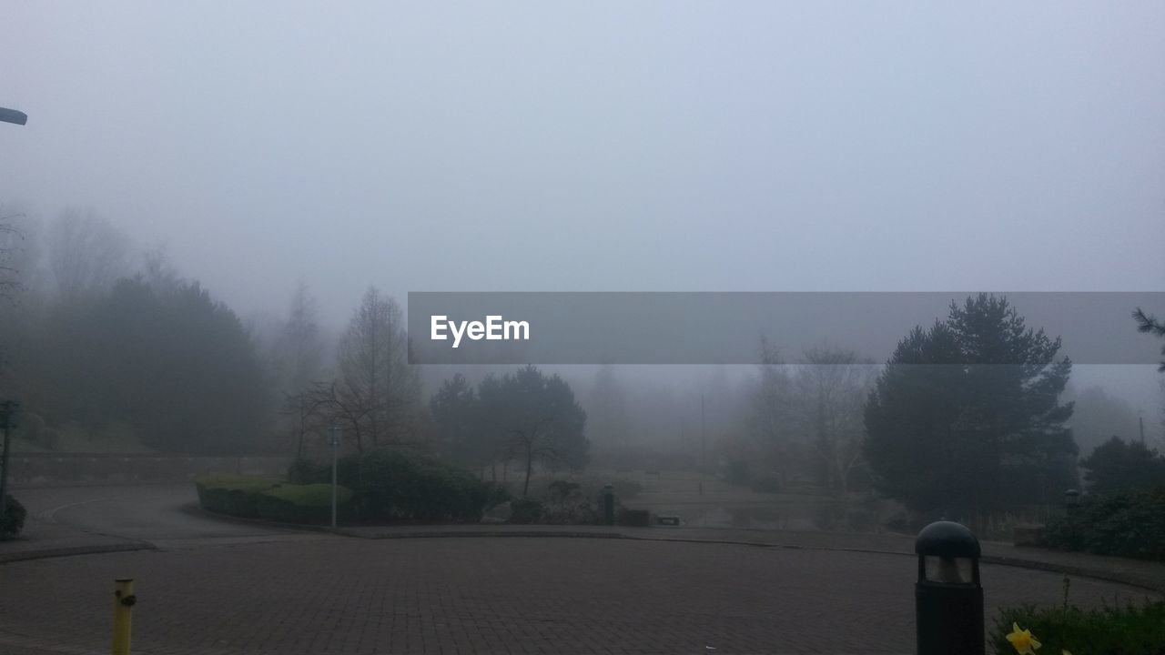 TREES IN FOGGY WEATHER