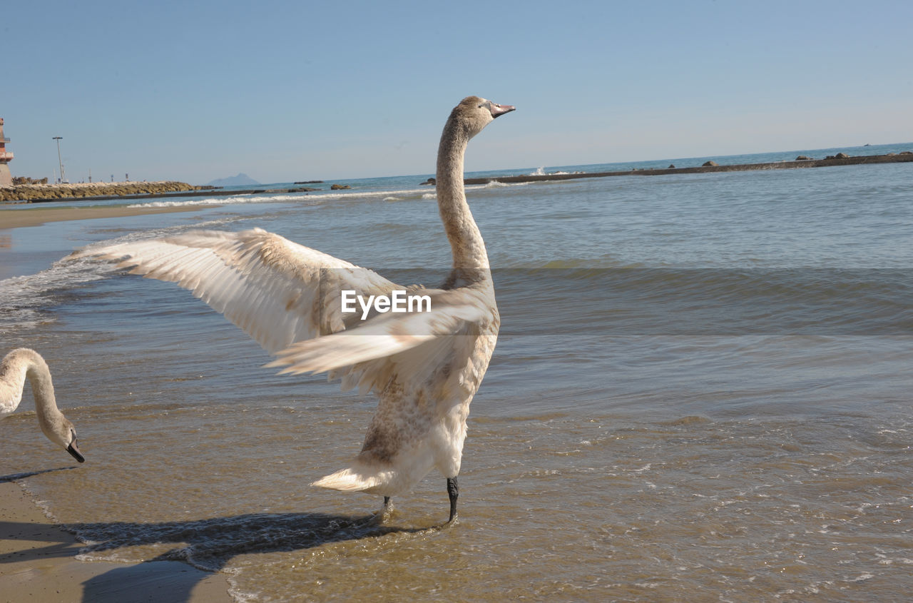 Young swan in migration drying on ponente anzio beach