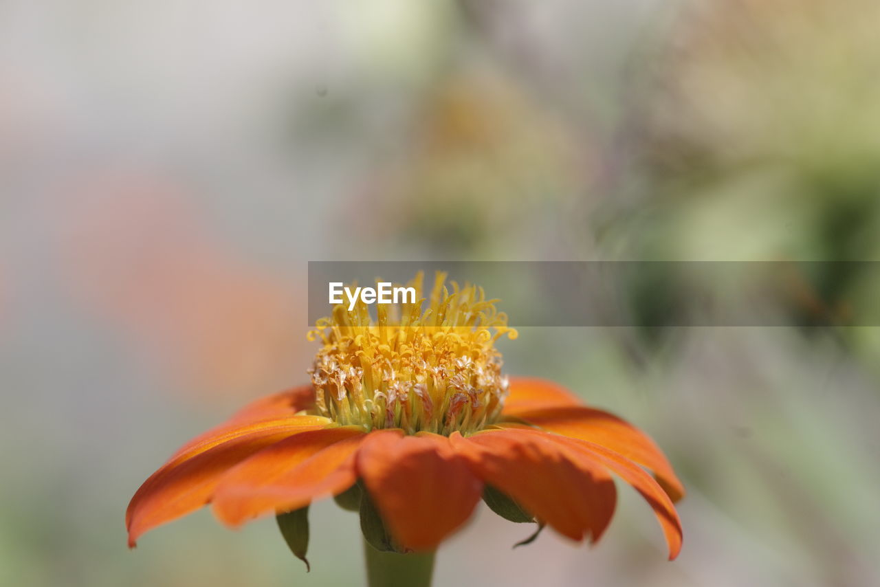 CLOSE-UP OF ORANGE FLOWER ON PLANT