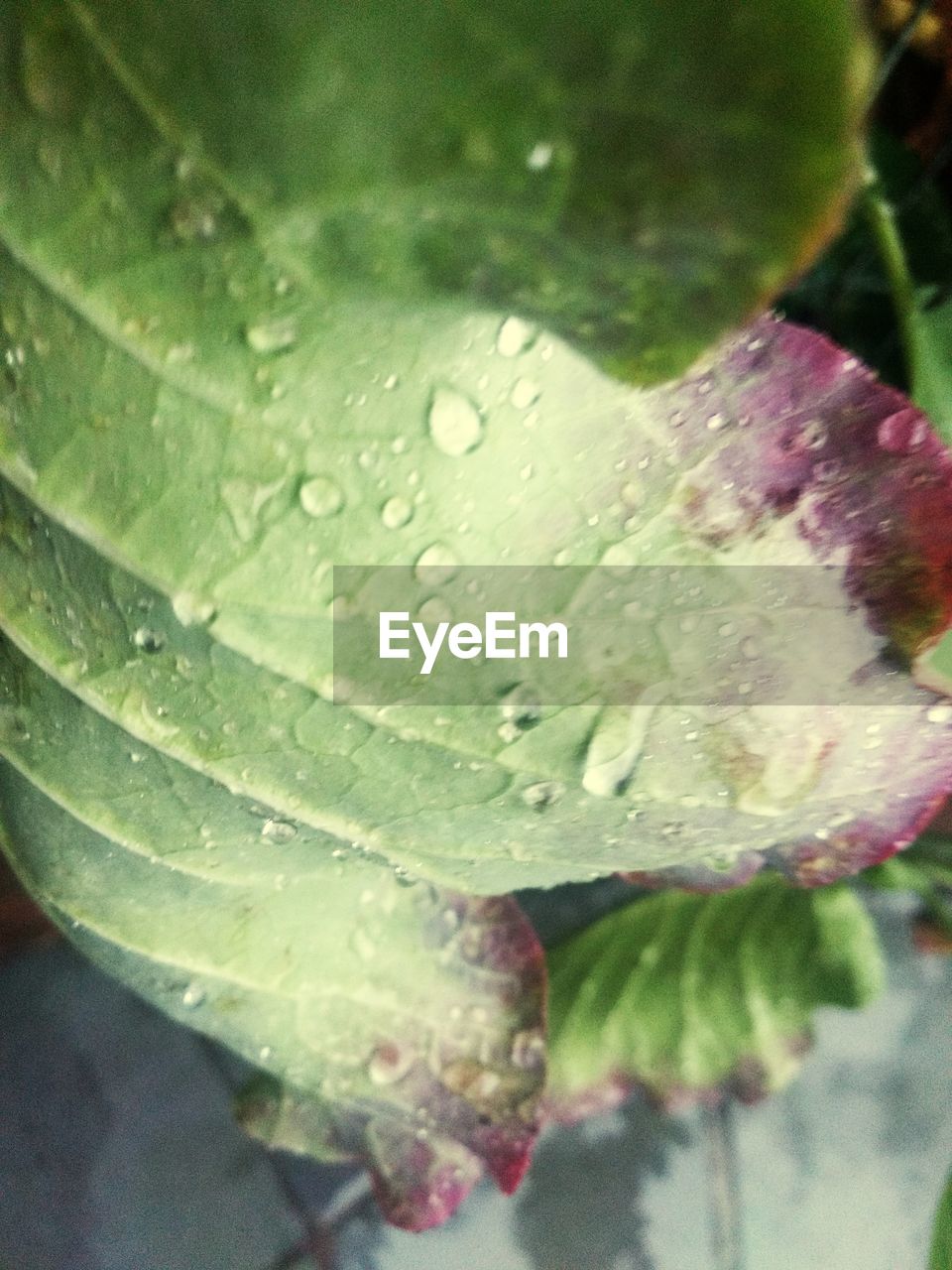 WATER DROPS ON LEAF