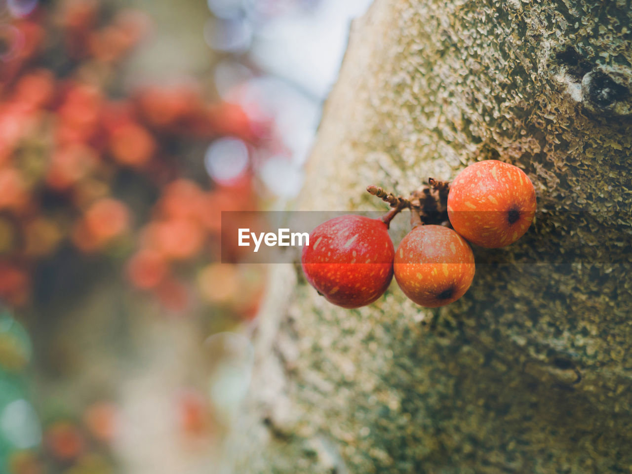 CLOSE-UP OF APPLES ON TREE