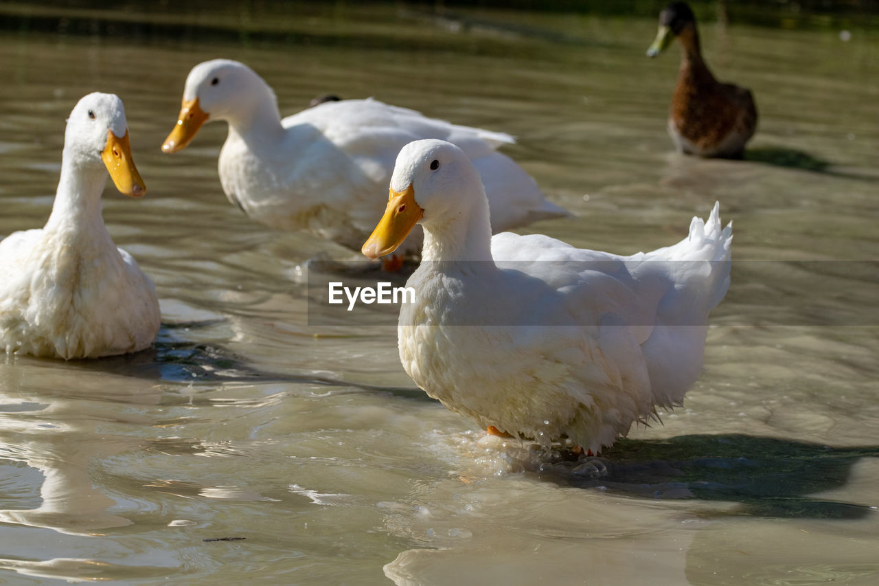 Large aylesbury pekin ducks with a mallard looking on in the background