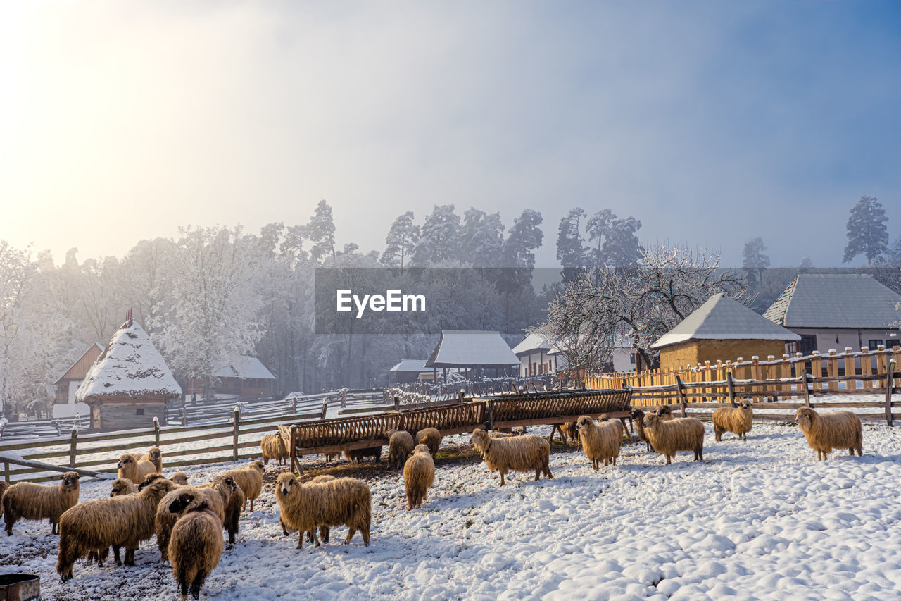 Sheep iin the stable in the country