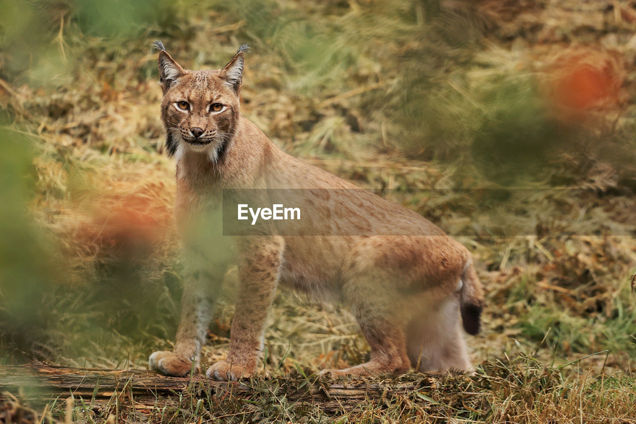 portrait of lioness on field