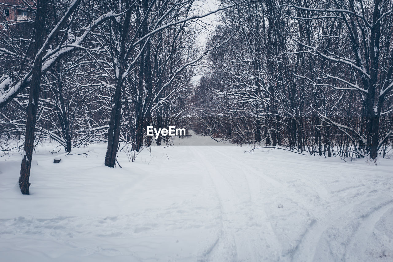 SNOW COVERED LAND AND BARE TREES