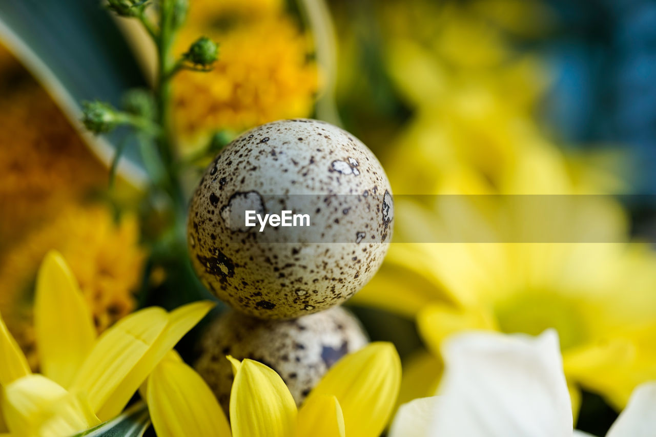 CLOSE-UP OF YELLOW FLOWERING PLANTS