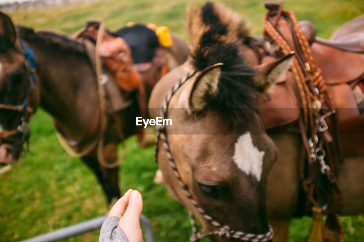 Cropped hand against horses on land