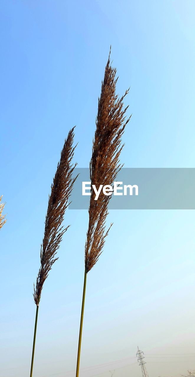 sky, field, plant, nature, growth, agriculture, landscape, crop, wind, blue, grass, land, no people, rural scene, environment, cereal plant, beauty in nature, tranquility, outdoors, tree, clear sky, copy space, sunlight, wheat, scenics - nature, food, day, summer, horizon, tranquil scene, barley, close-up, food and drink, farm