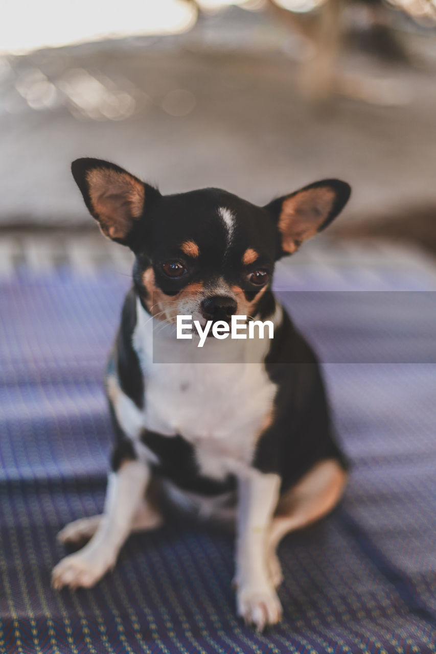 Portrait of dog sitting on bed at home