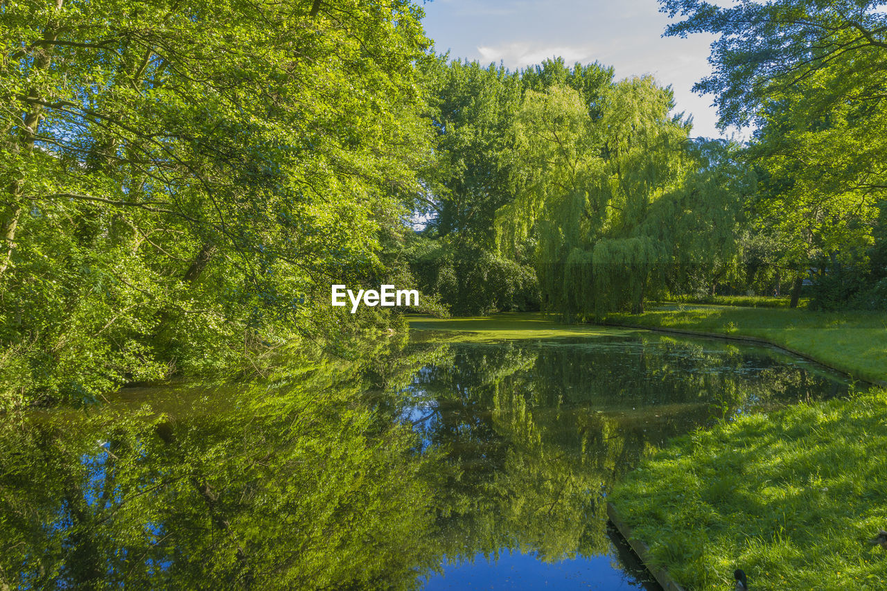 Reflection of trees on calm lake at park