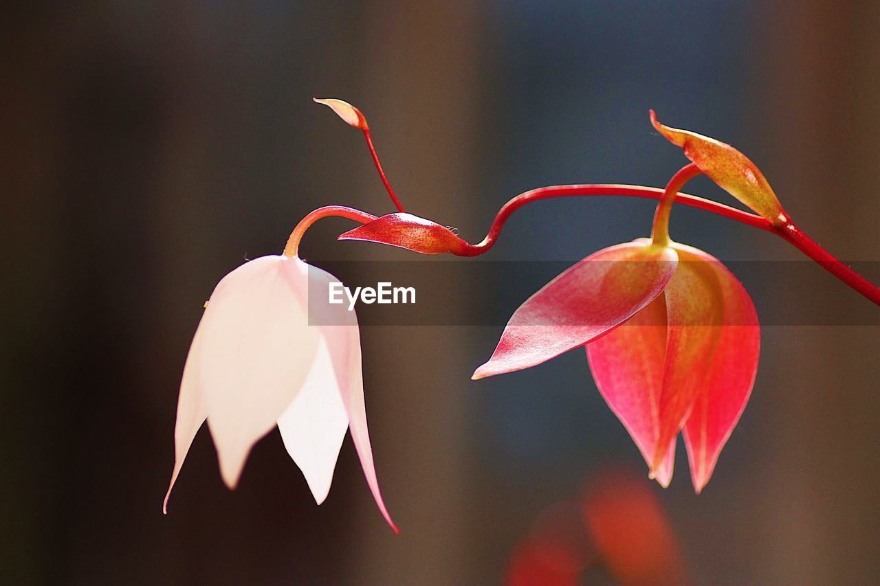 Close-up of red flowering plant