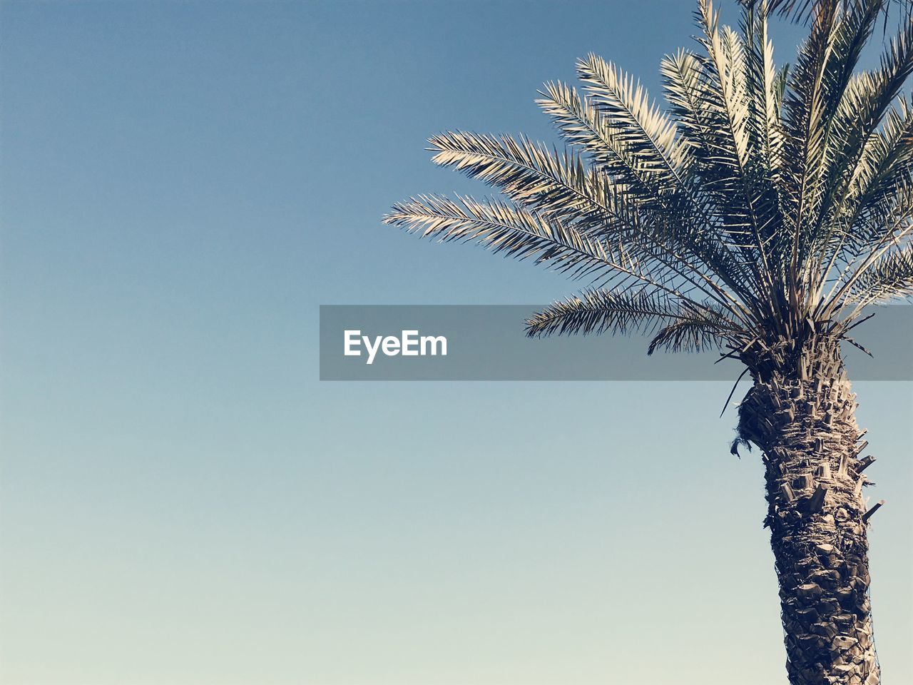 LOW ANGLE VIEW OF PALM TREE AGAINST SKY