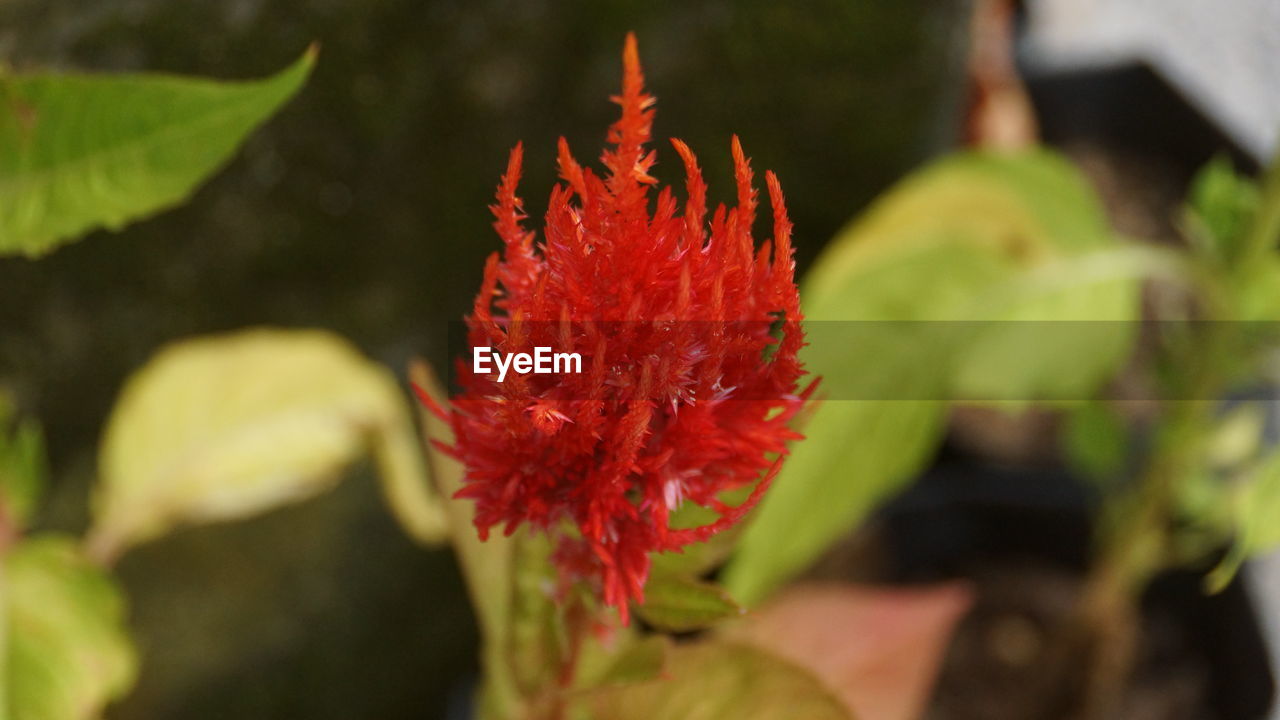 CLOSE-UP OF RED FLOWER ON PLANT